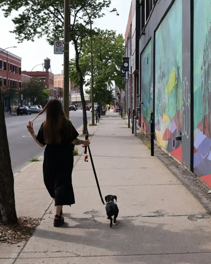 woman in black dress walking on sidewalk with black and white short coated small dog during