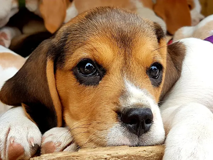 chiot éducation canine