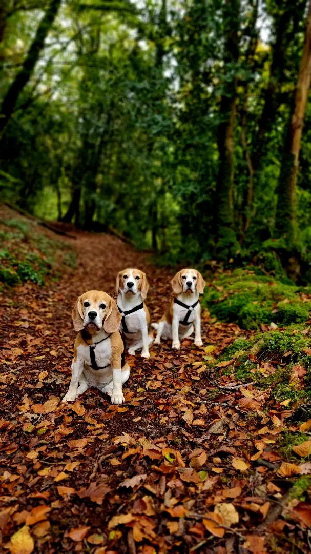 chien beagle éducation cours en extérieur ville et parc