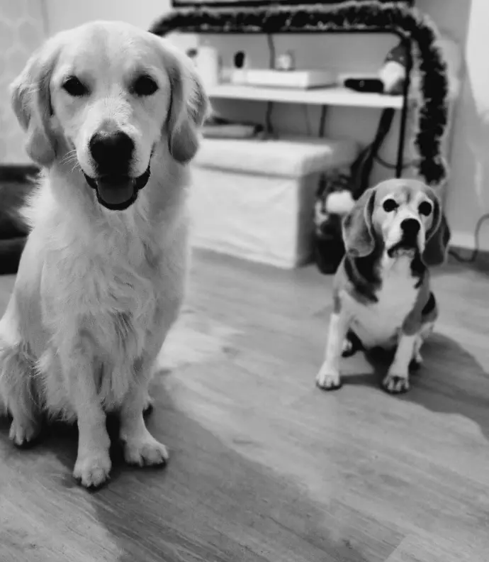 éducation canine chien adulte