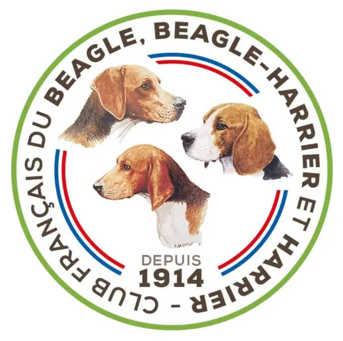 club des beagle