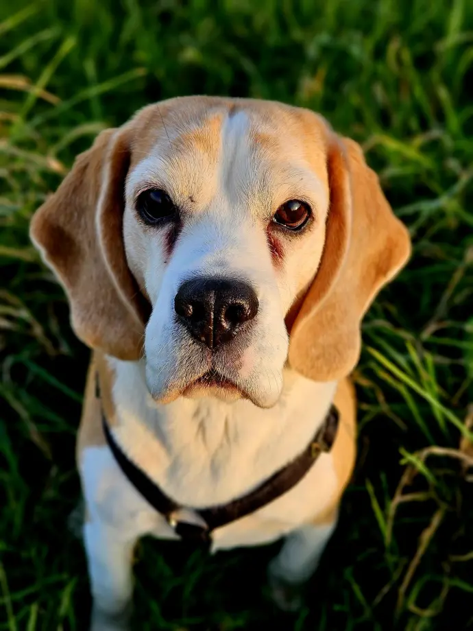 Beagle Nina