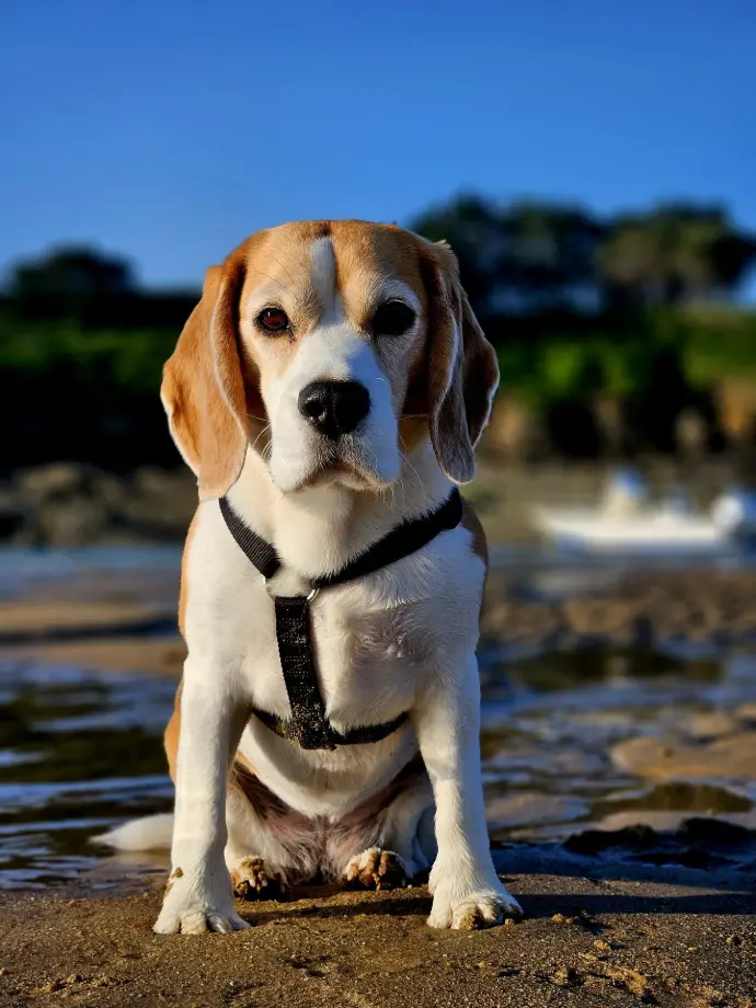Beagle Riva