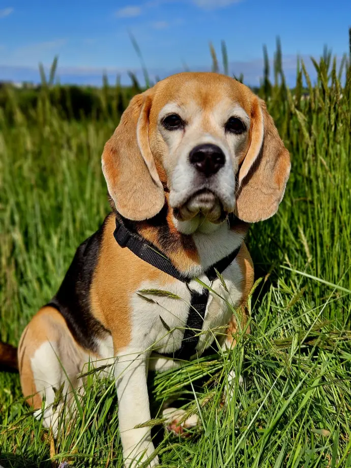 Beagle Norka
