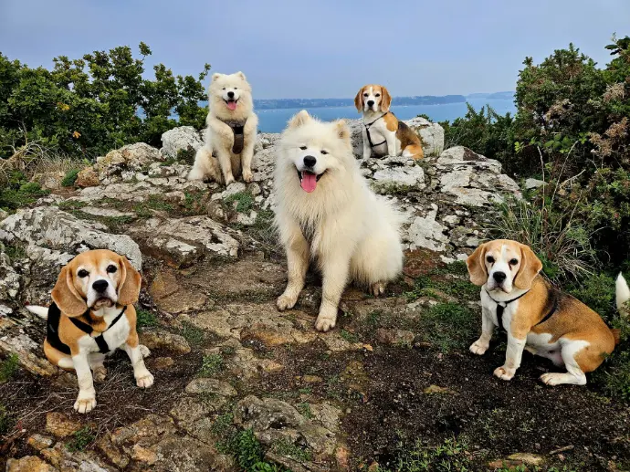 balade sociale chiens promenade
