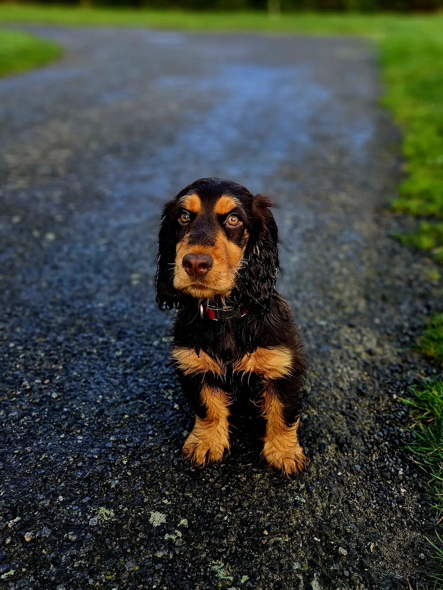 Aiyana cocker anglais