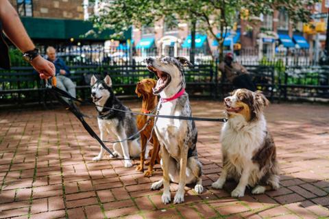 promenade chien balades sociales et éducatives